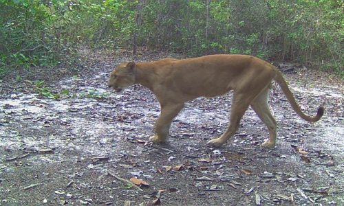 Puma Concolor
